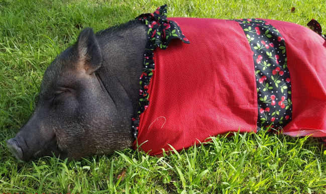 Is your house a pig pen?